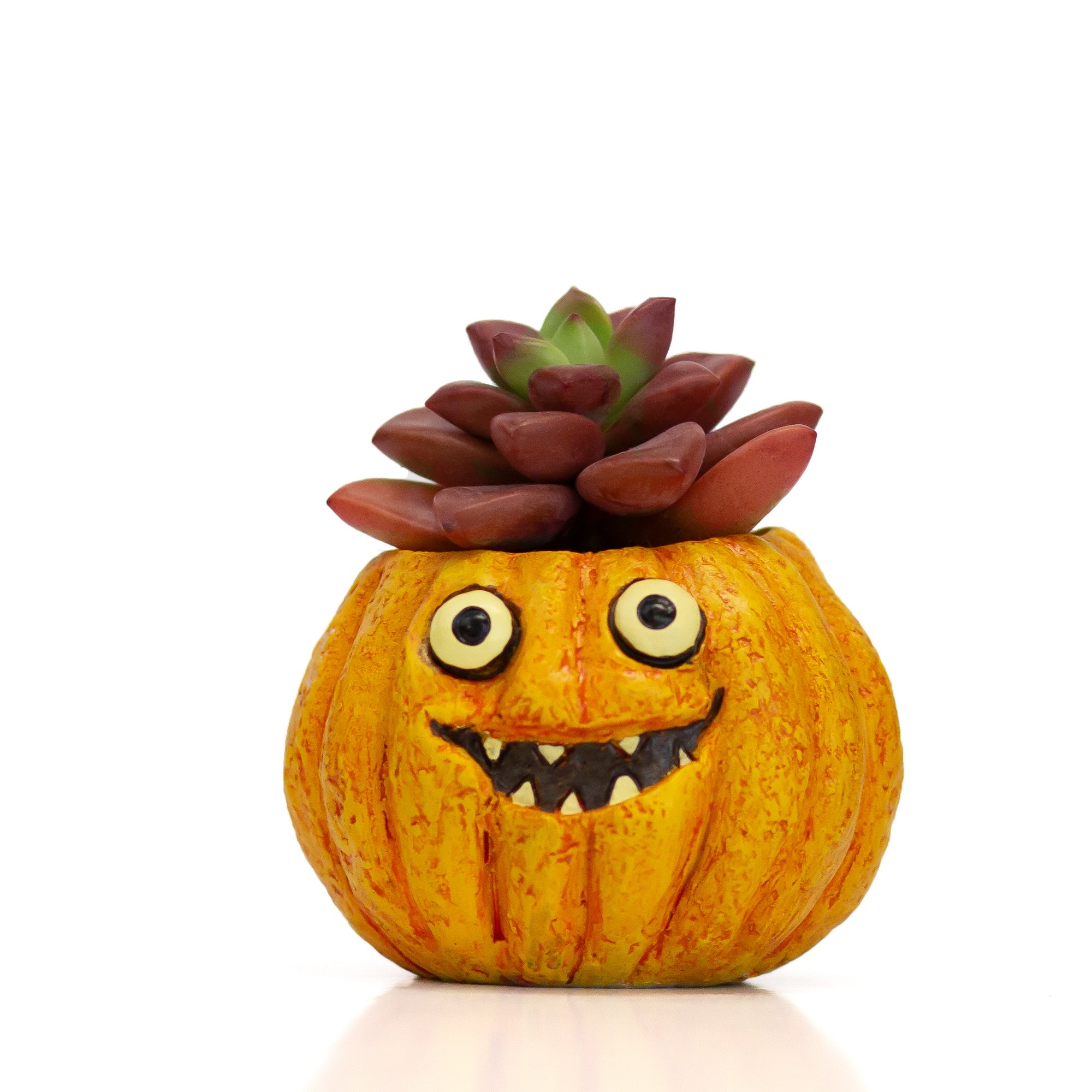 Cohasset Gifts and Garden — Halloween